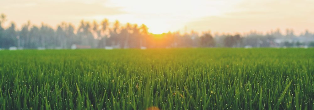 Chinesische Medizin bei Heuschnupfen 41