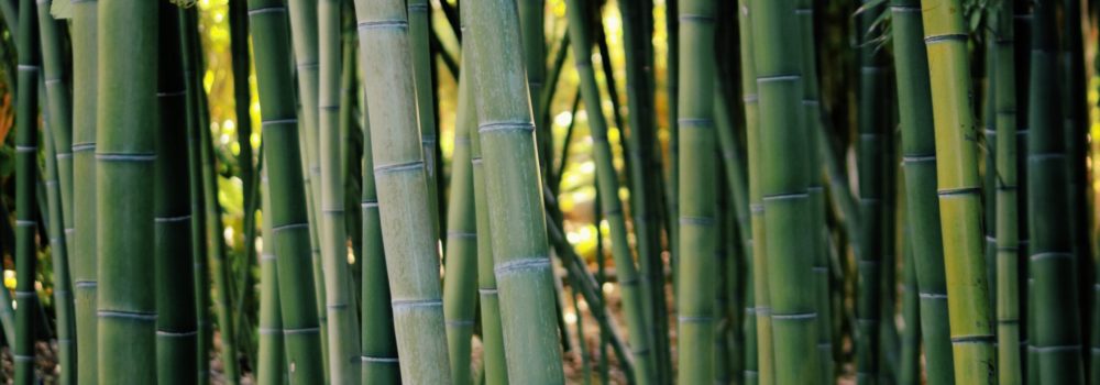 Chinesische Medizin bei Bauchschmerzen & Blähungen 2