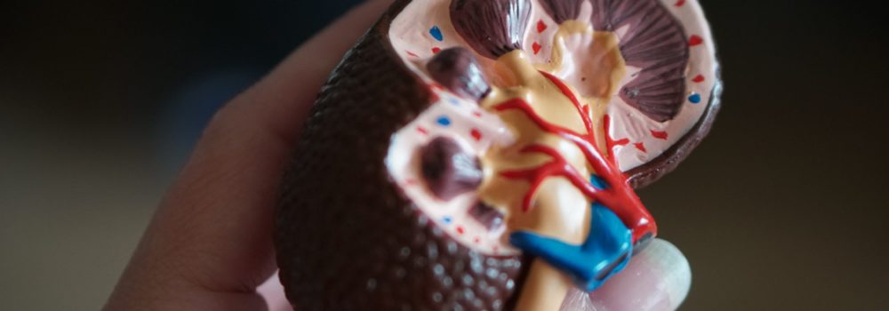 Die Niere in der Chinesischen Medizin 8