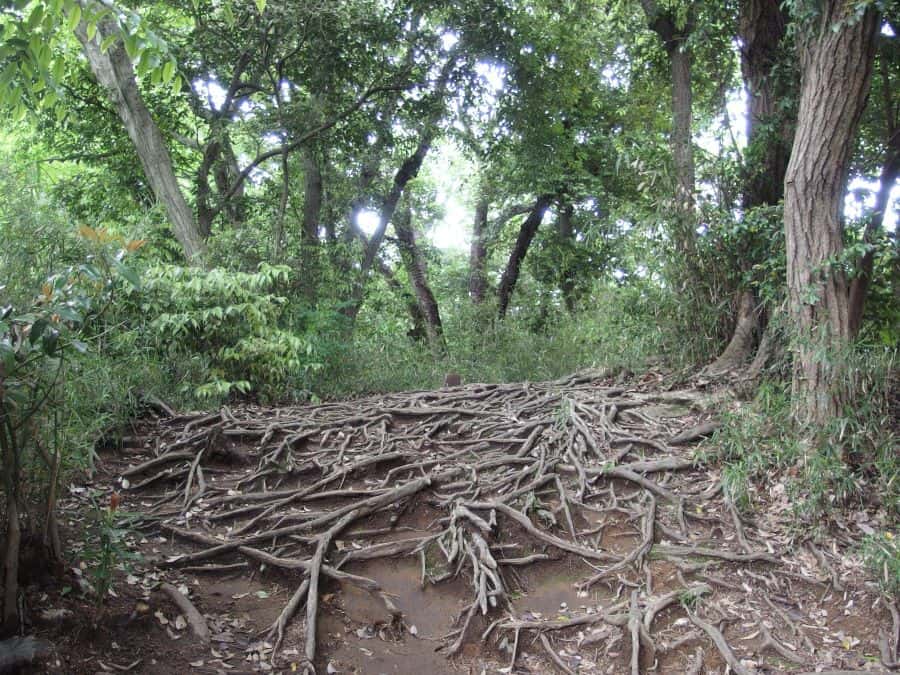 Meine Wanderung auf dem Daibutsu Pfad 2